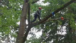Tree Work Climb - Noell Rod - 2016 PNW-ITCC