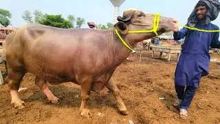 Lahore Cow Mandi Cross-able Jhotian | Gabban Jhotian | Kattian | How To Start Young Buffalo Farming