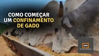 Como começar um confinamento de gado do zero