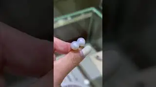 10-11mm Australia white pearl stud earrings in 18k gold