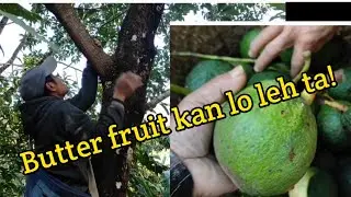 Butter(Avocado) fruit kan lo leh e. A va nuam țhin &ecirc;m!