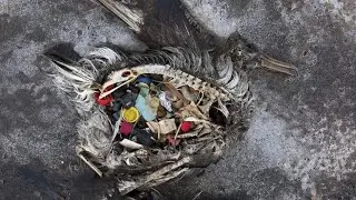 Plastic trash from Americas and Europe fill the Arctic ecosystem