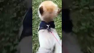 coco and the haunted shed