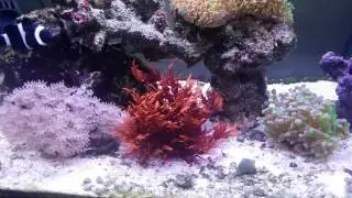 Neon goby problems