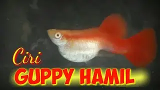 Ciri Ikan Guppy Hamil || Pemijahan Guppy