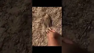fish rescue #shortsfeed #trending #shortvideo