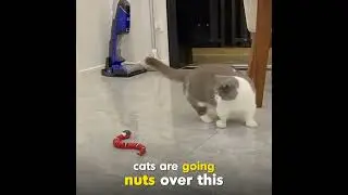 Smart Sensing Snake for cats