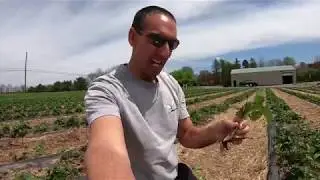 Winter Injury and Drainage | A Day in the Life of a Strawberry Farmer