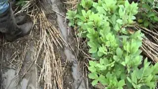 High rainfall zone of Victoria, Australia - no raised beds - 2010
