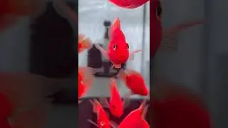 Parotfish#hybrid#South Pacific beachesfamous#Aquarium#mumbai#petsnmore#Lokhandwala#Lokhandwala❤️