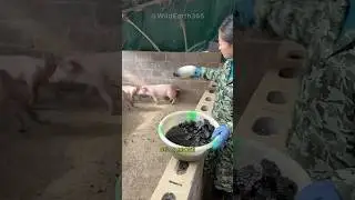 PERCH&Eacute; FANNO MANGIARE CARBONE VEGETALE AI MAIALI?