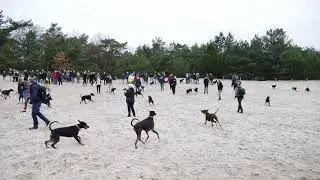 Dobermann meeting Soest