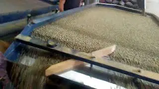 Caf&eacute; descasca-rilladas