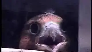 2011 Topeka Falcon Cam-June 18, 2011 @ 1351 hrs EST.