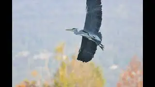 Aironi cenerini 2