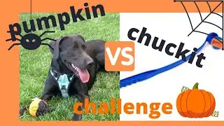 Dogs Playing Fetch | Funny Dog Compilation | #thatpetlife