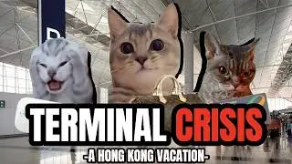 Cat MEMES: TERMINAL CRISIS