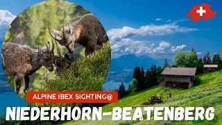 Niederhorn-Beatenberg(Alpine Ibex sighting) 4K