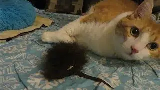 Я купил своему коту игрушку из настоящего меха буйвола