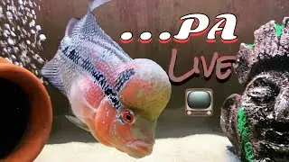 Live Streaming on 22/05/2021 9am IST 📺🐠