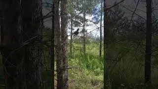 грач учиться летать