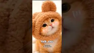 I Love You Too KITTY#cat #funny #shorts #viral #cute #love #comedy