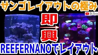 サンゴレイアウトの極み実技編！ショートマンTV！