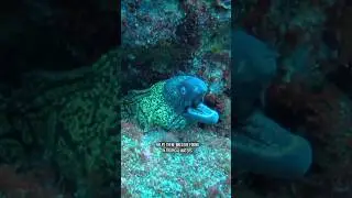 What Secrets Is The Moray Eel Hiding?
