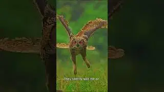Why Owls Fly Without a Sound &ndash; Nature&rsquo;s Silent Hunters