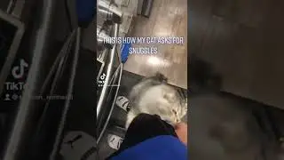 How My Cat ASKS for Snuggles EVERY DAY!