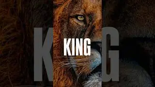 Why Lion Is The King Of Jungle 🦁 | Jungle King Explained | Tiger vs Lion #shorts #factlinker