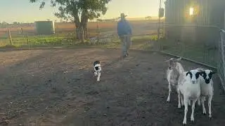 2024 SPRING Australian Working Stock Dog Auction - LOT 314 WILDERNESS SPOOK