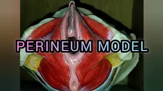 PERINEUM MODEL |Gross Anatomy #anatomy #pelvis #uterus #medicalstudent #science #mbbs #neet #muscle