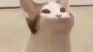 Cat mouth popping meme