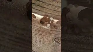 My Pet Termites Feeding.