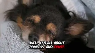 Why Dogs Sleep in Weird Positions