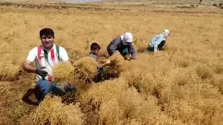 Mercimek hasadı #Zam #Mardin #Midyat #MehmetAliAslan
