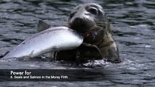 Power for - 8. Seals and Salmon in the Moray Firth
