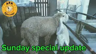 Sunday special update Ahmed Raza kajla farm Lahore 