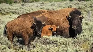 The Untold Story: American Bison in Modern Cattle Farming
