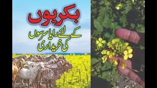 Goat Farming Fodder Management // بکریوں کے لئے رایا سرسوں کی خرید