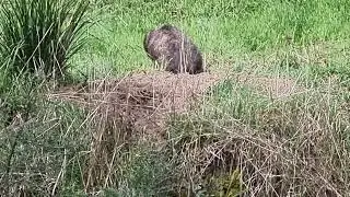 Wombat Log 13th Sept 2022