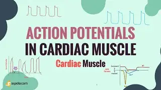 Cardiac Muscle | Action Potentials in Cardiac Muscle  | Cardiovascular Physiology