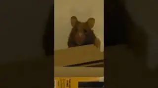 Rolo the hamster enjoying cardboard boxes at free roam time