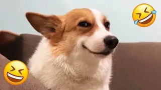 TRY NOT TO LAUGH 😂 Funniest Dog Moments Ever 2025 | Dog Comedy TV Daily #15
