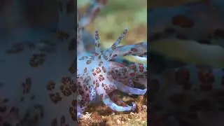 Solar Powered Phyllodesmium Longicirrum