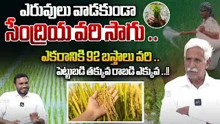 ఎకరానికి 92 బస్తాలు వరి | Organic Rice Cultivation Without The Use Of Fertilizers | Saagu Nela