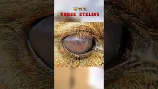 the third eyelid 😱🐪 #camel #intresting #new #facts