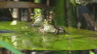 What does a frog sound like? | Real frog croaking sound