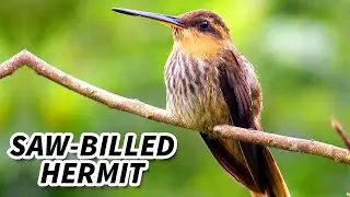 Saw-billed Hermit Facts: a HUGE Hummingbird 🌸 Animal Fact Files